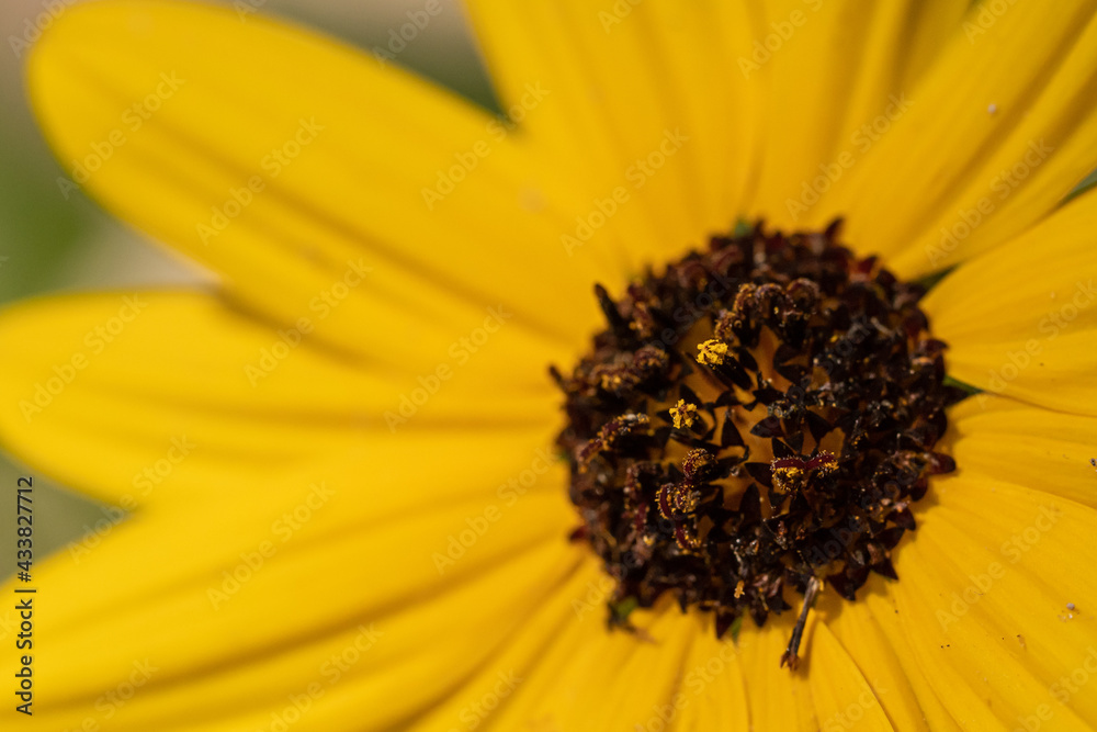 yellow flower close up yellow flower close up