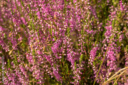 Heather blooms in the famous Lüneburger heath