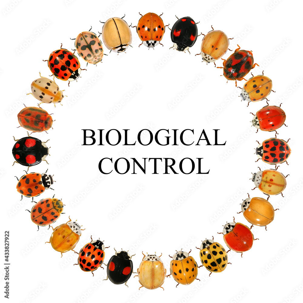 Fototapeta premium Beetles. Circular design with ladybugs (ladybird beetles) (Coleoptera: Coccinellidae). Isolated on a white background 