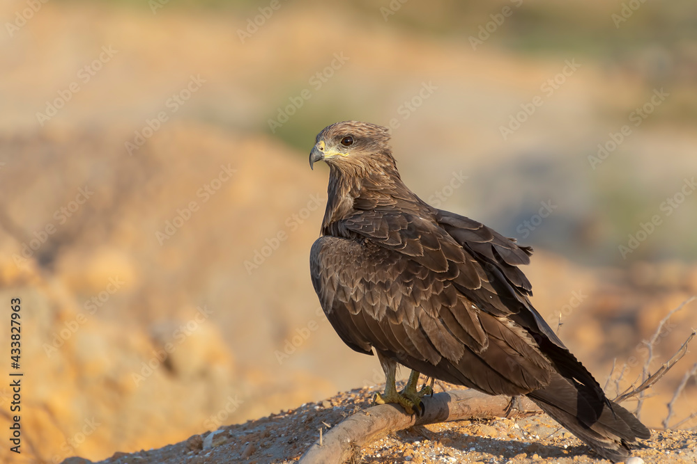 Black Kite.
Medium-sized, rather nondescript raptor with overall dark plumage. Slightly forked tail, the fork disappearing when the tail is fully open. Head and neck are short. Black Kite.
Medium-sized, rather nondescript raptor with overall dark plumage. Slightly forked tail, the fork disappearing when the tail is fully open. Head and neck are short.