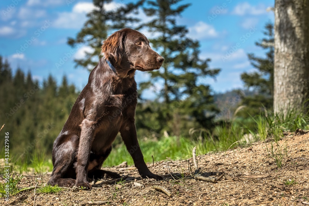 Hunting dogs in the forest. Brown flat coated retriever puppy. Hunting season. Sunny day with dog.