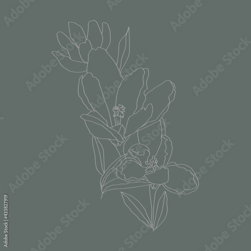 crocuses line art buds flowers with leaves 3 pieces black and white vector botanical illustration hand drawing sketch