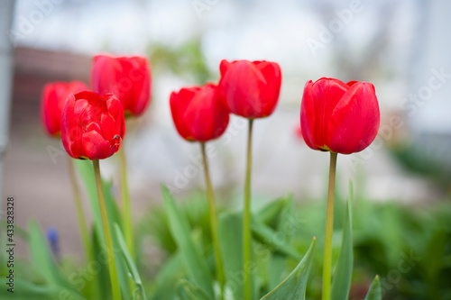 Fototapeta Naklejka Na Ścianę i Meble -  Tulipa. red tulips. beautiful flowers blooming in spring on a flower bed in the garden. delicate red tulips. floral holiday background. spring flowers, a gift to your girlfriend, close-up, bokeh.