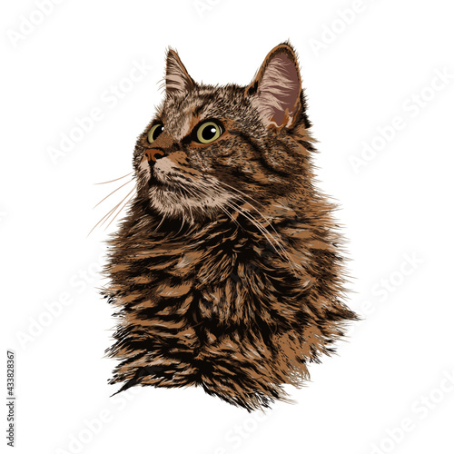 gato real ilustración rostro animal felino