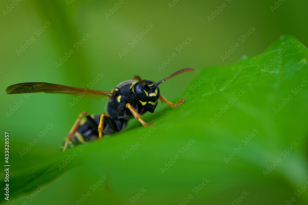 European wasp. Ultra macro photo. Wasp on a green leaf. Parts of the body of a wasp close-up. Insect close-up. Yellow pattern on the black body of a wasp. Green background. nature close-up European wasp. Ultra macro photo. Wasp on a green leaf. Parts of the body of a wasp close-up. Insect close-up. Yellow pattern on the black body of a wasp. Green background. nature close-up