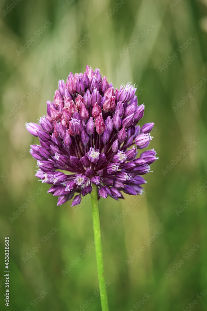 Lilac clover bud close up on green background Lilac clover bud close up on green background