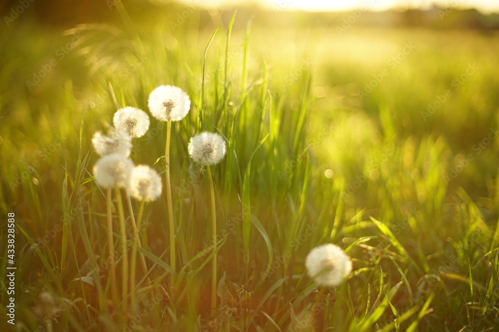 Sunny field with fluffy dandelion flowers in green grass at sunset