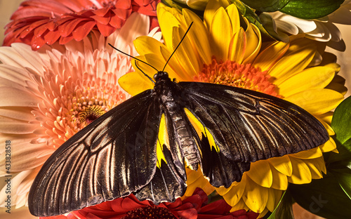 Queen Alexandra's birdwing on the flowers.
