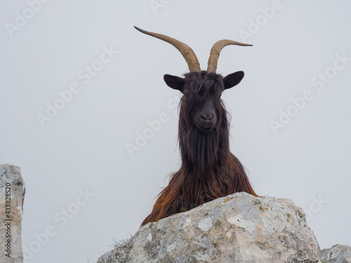 Male wild goat grazing in the meadows of the Italian Alps. Natural mountain environment. Big horns
