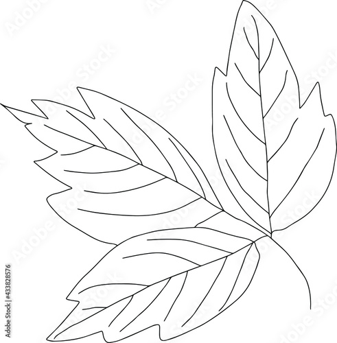 botanical floristic sketch contour branches with leaves. Vector isolated minimalistic branch on a background