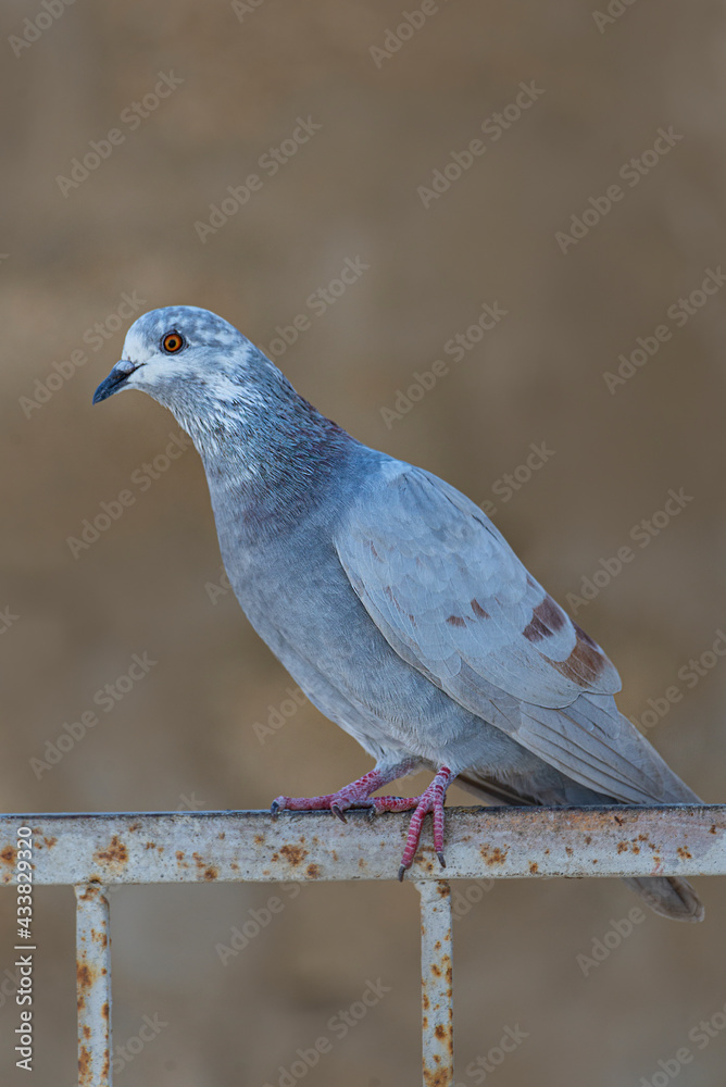 Fototapeta premium Rock Dove. The rock dove, rock pigeon, or common pigeon is a member of the bird family Columbidae. In common usage, this bird is often simply referred to as the 