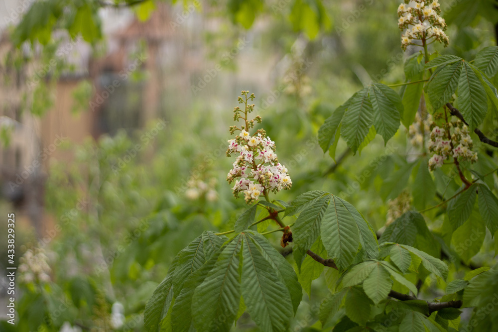 Chestnut tree with blossoming spring flowers against blue sky, seasonal floral background Chestnut tree with blossoming spring flowers against blue sky, seasonal floral background