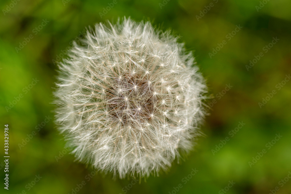 Dandelion close up, isolated with green background Dandelion close up, isolated with green background