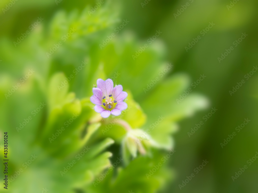 Closeup of Cut-leaved Cranesbill, Geranium dissectum, against green background Closeup of Cut-leaved Cranesbill, Geranium dissectum, against green background