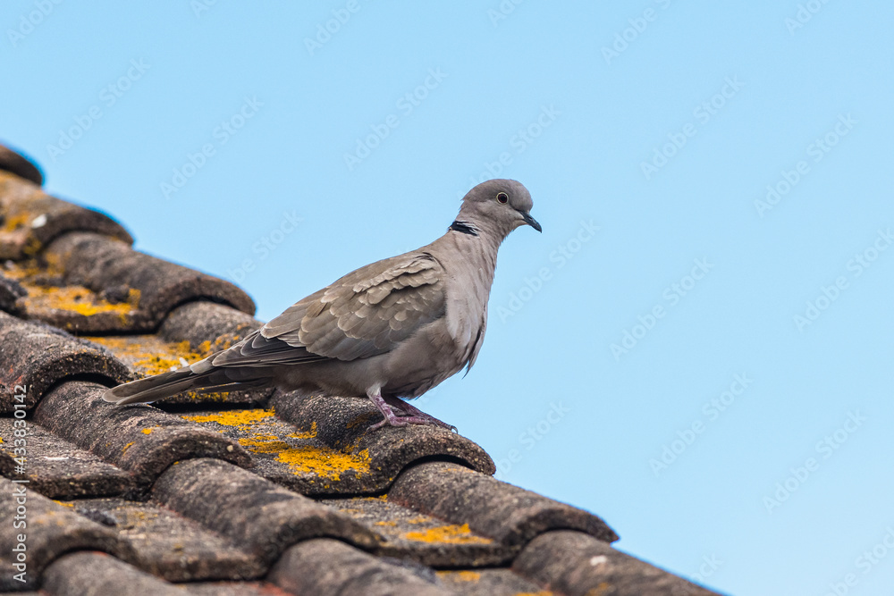 Eurasian collared dove, Collared dove, Streptopelia decaocto Eurasian collared dove, Collared dove, Streptopelia decaocto