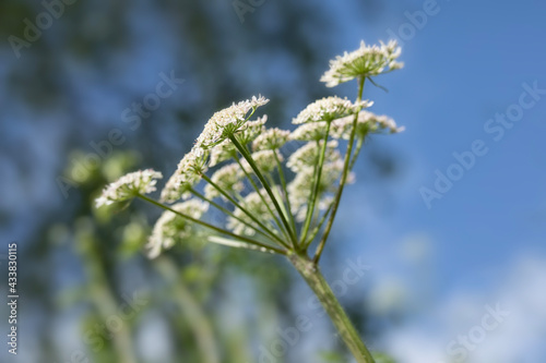 view looking up of toward sky of wild flower heads