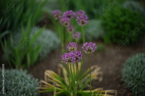 Fototapeta Naklejka Na Ścianę i Meble -  Garlic violet flowers growing in the spring garden