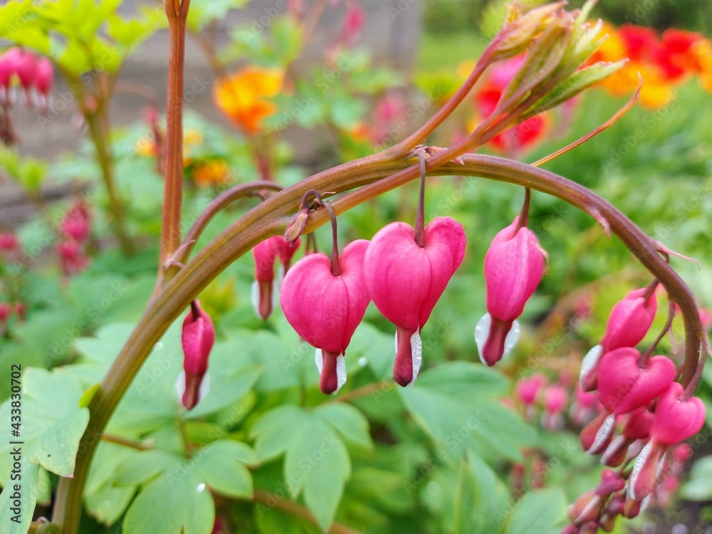 spring garden flowers in the morning spring garden flowers in the morning