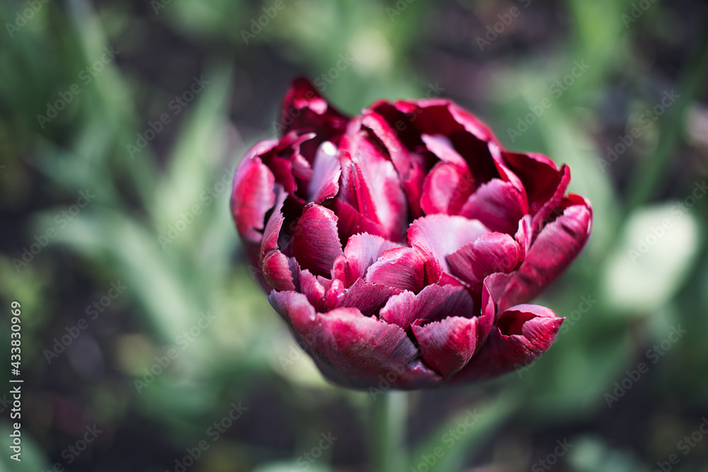 custom made wallpaper toronto digitalBeautiful red tulip close-up on a green background. Spring varieties of tulips