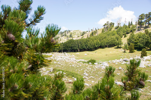 Pollino photo