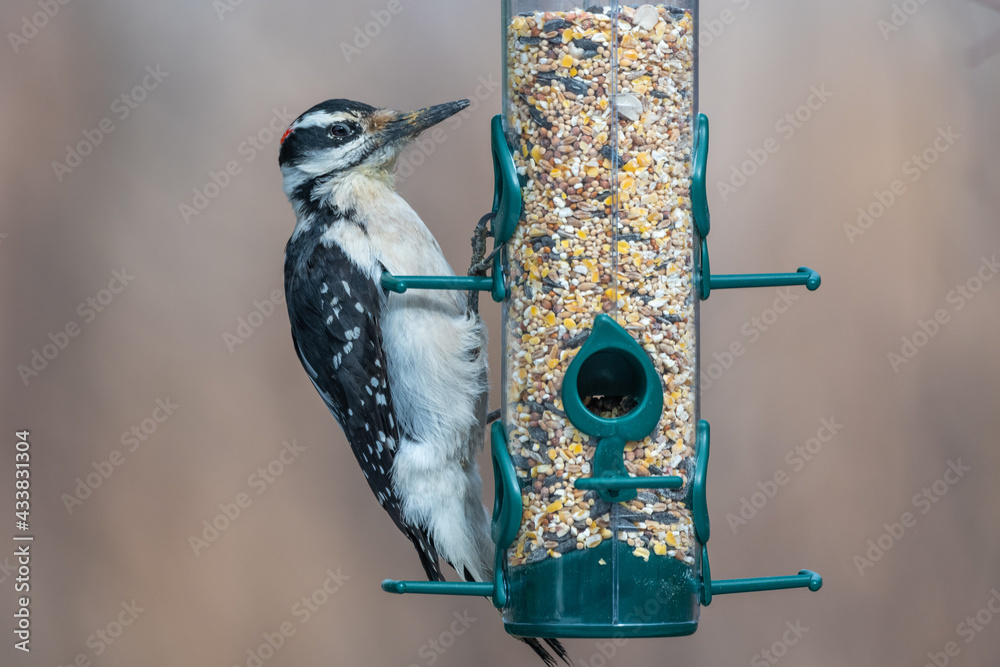 Naklejka premium Small black, white and red Downy Woodpecker feeding from a horizontal bird feeder in natural environment with blurred background during spring time in northern Canada. 