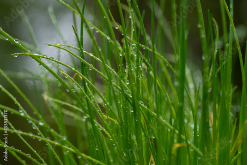rain drops on green grass