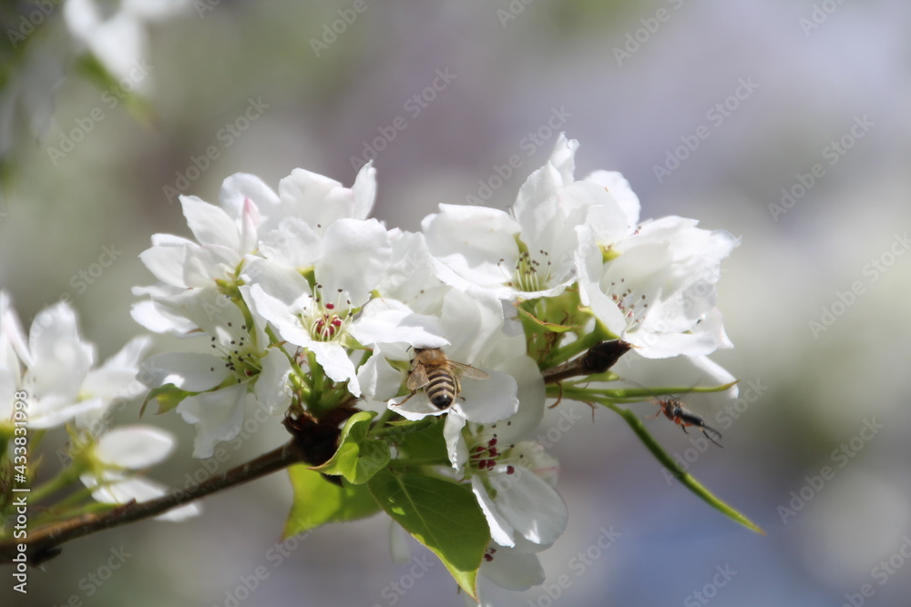 White Blooms, U of A Botanic Gardens, Devon, Alberta