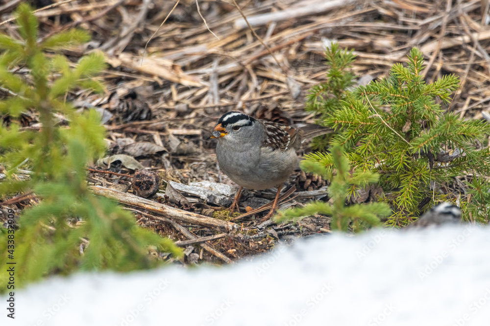 Northern Chickadee small bird standing on ground camoflagued into surrounded sticks and boreal forest floor. Northern Chickadee small bird standing on ground camoflagued into surrounded sticks and boreal forest floor.