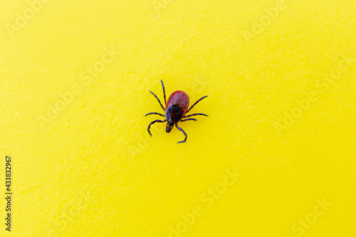 Dangerous tick on a yellow table in the laboratory.