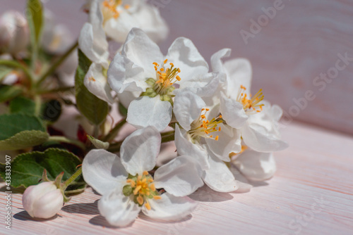 Flowers from an apple tree are on the table.