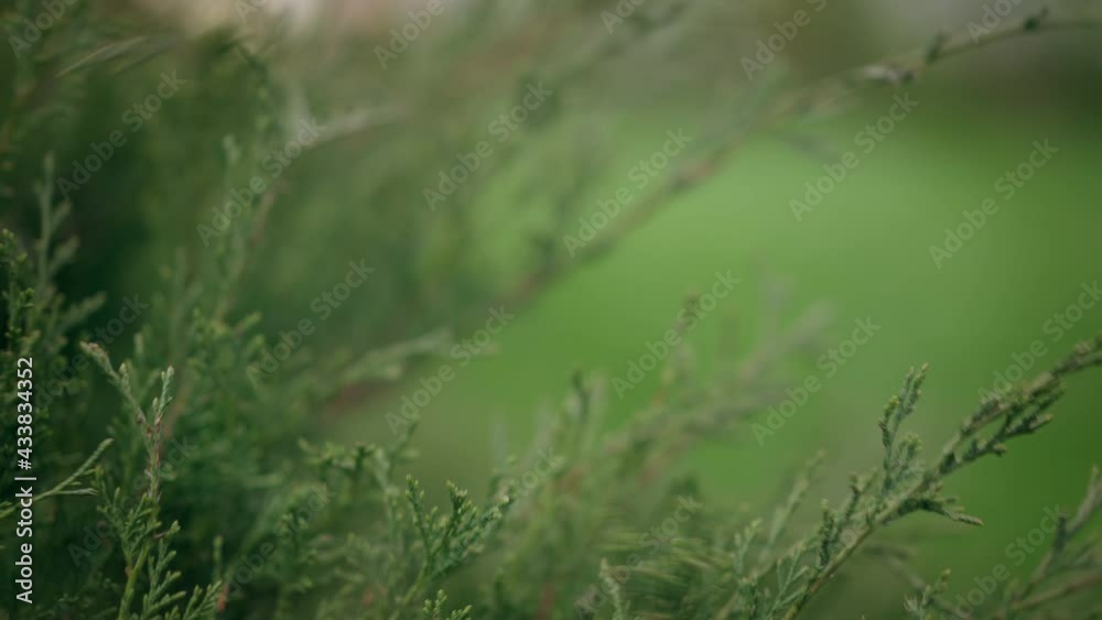 Close-up of male African American hand touching green bushes outdoors and leaving. Unrecognizable male young gardener admiring greenery in garden outdoors. Cultivation and gardening Close-up of male African American hand touching green bushes outdoors and leaving. Unrecognizable male young gardener admiring greenery in garden outdoors. Cultivation and gardening