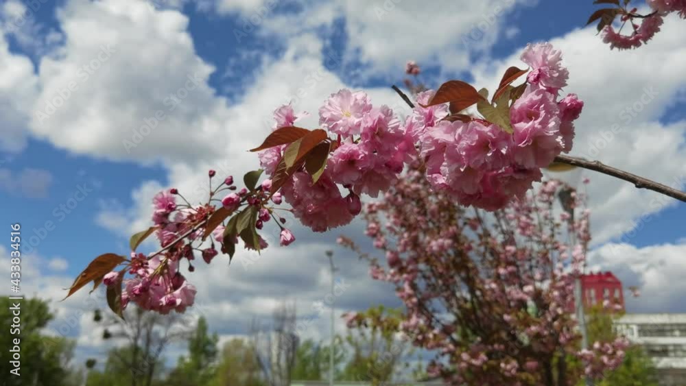 Beautiful pink sakura branches in spring, blue sky and white clouds background