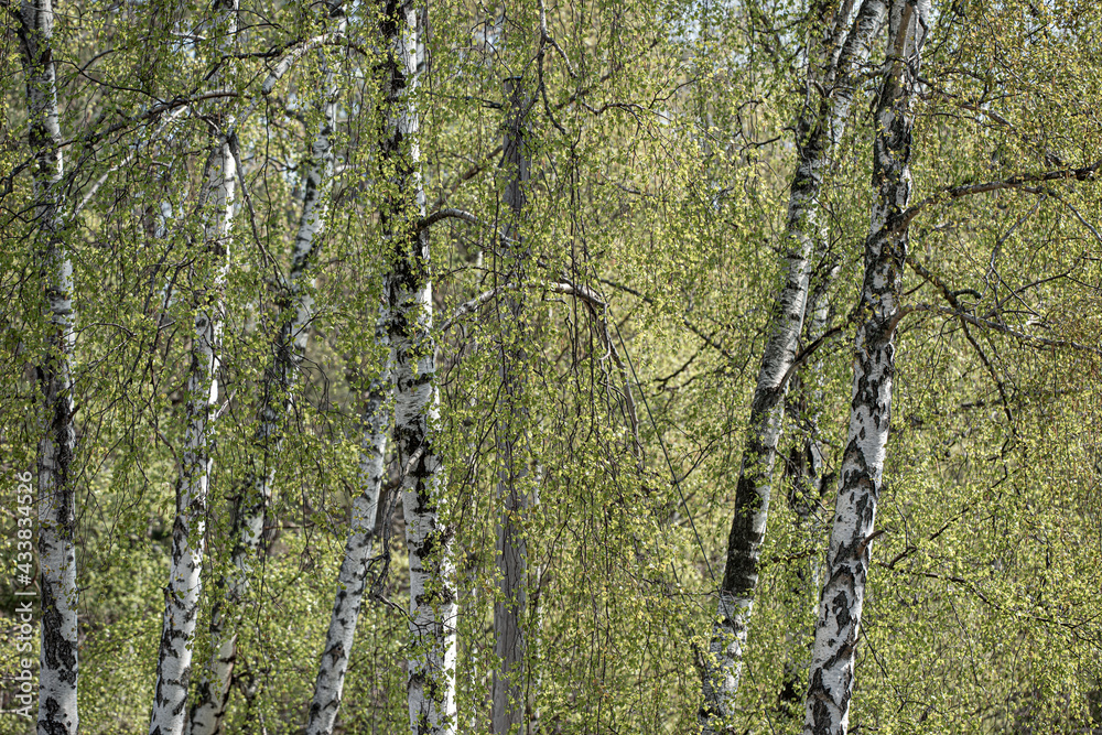 Obraz premium birch in forest, stockholm, sverige, sweden, nacka