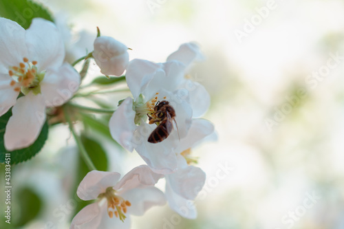 Blooming apple tree with bee and white flowers in spring.