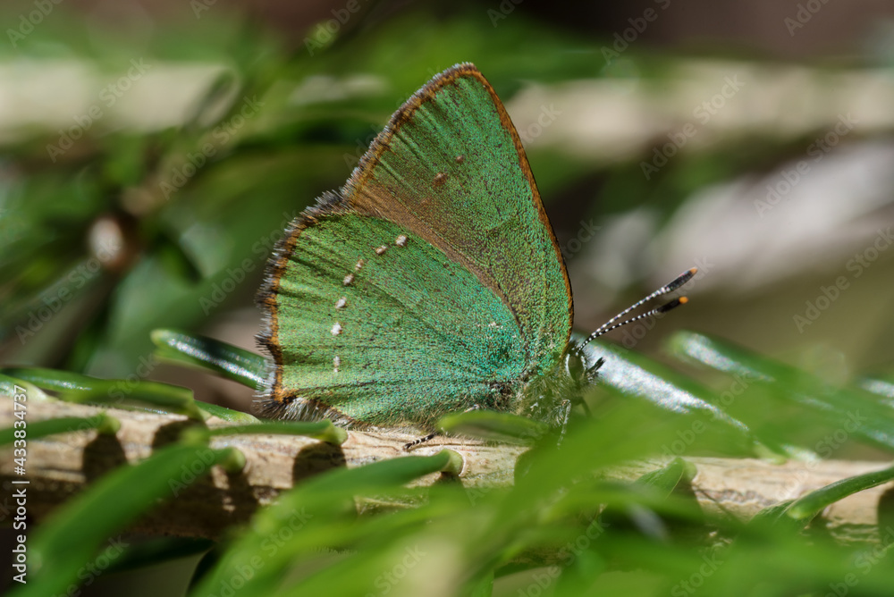 uno splendido esemplare di callophrys rubi, dal classico colore verde acquamarina delle ali posteriori, una piccola farfalla dalle ali color verde uno splendido esemplare di callophrys rubi, dal classico colore verde acquamarina delle ali posteriori, una piccola farfalla dalle ali color verde