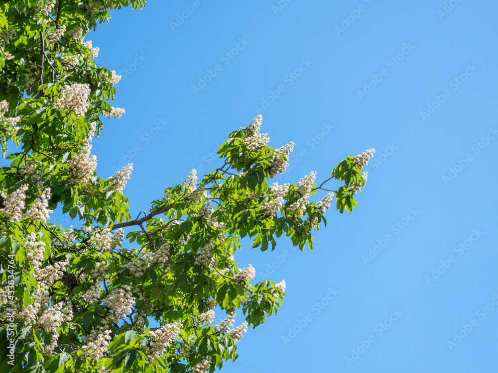 Fototapeta premium The tree chestnut blooms in spring against the blue sky.