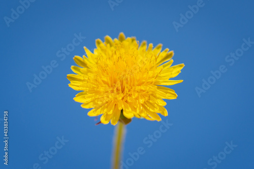 Yellow dandelion on the background of the sky.