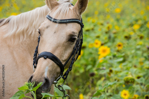Pferd im Sonnenblumenfeld