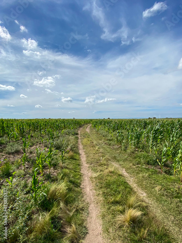 Slika na platnu Tracks on a long dirt path in a cornfield in the country side