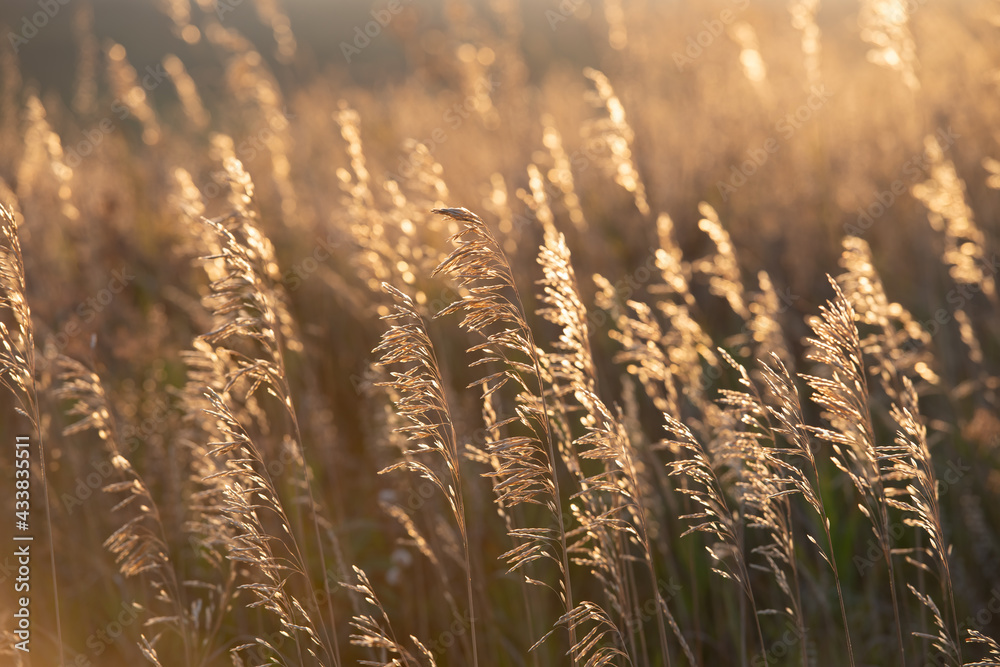 Fototapeta premium Dry ears of plants in the meadow in the evening in the golden light of the setting sun.