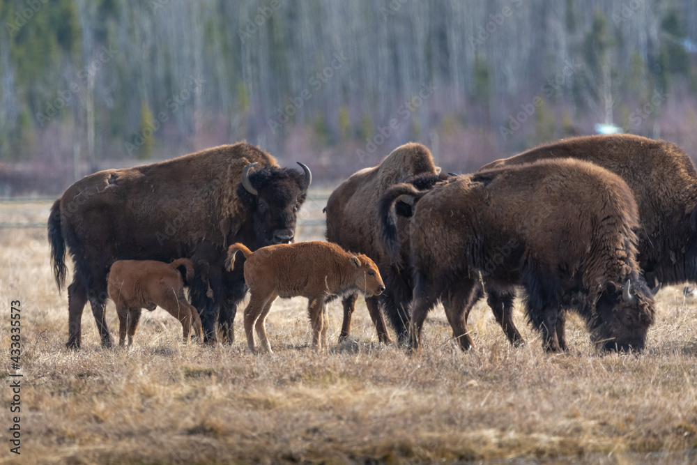 Small herd of wild bison standing in field, pasture of northern Canada. Adults along with young calf, calves in natural environment. 