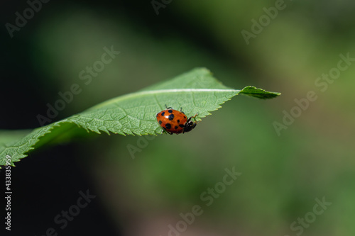 Small ladybug on a green leaf of a tree.