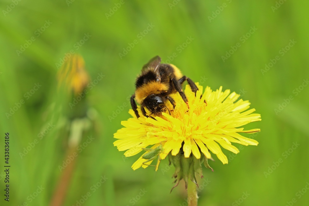 Erdhummel (Bombus terrestris) mit Heupferdlarve auf Löwenzahn Erdhummel (Bombus terrestris) mit Heupferdlarve auf Löwenzahn