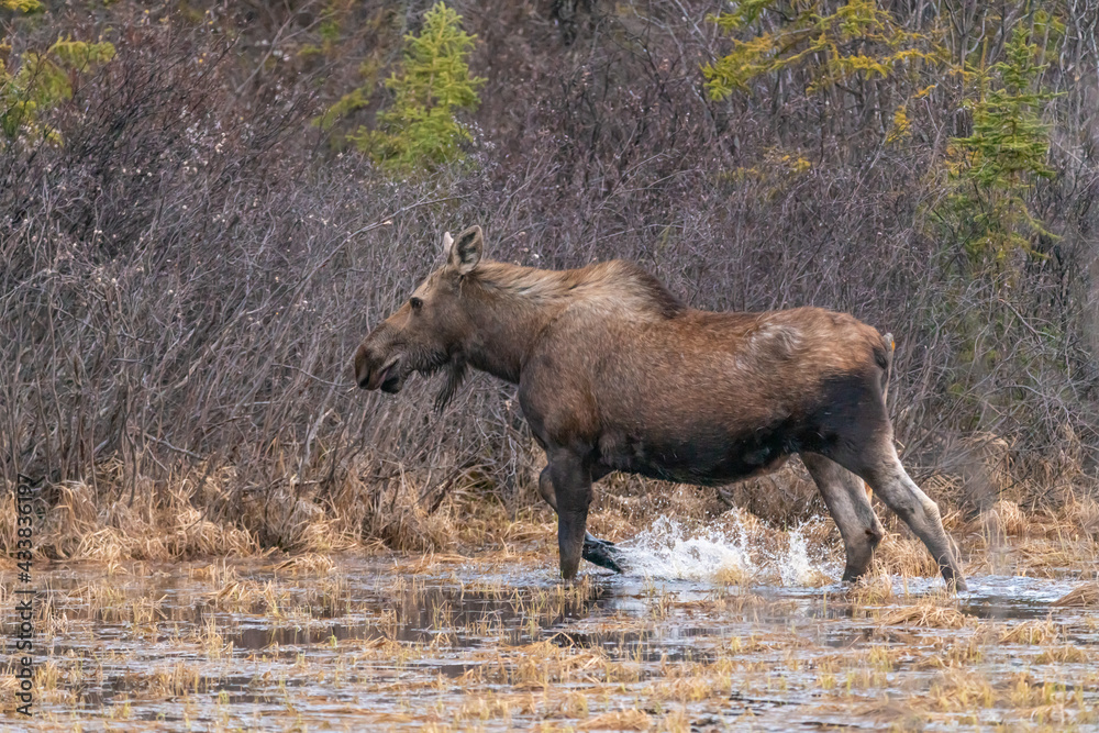 Fototapeta premium A large moose seen along the Alaska Highway in spring time walking through marsh landscape in natural, wild environment. 