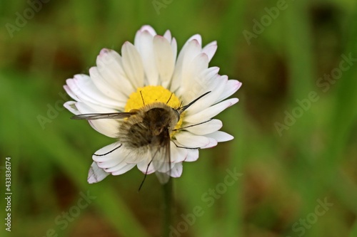 Großer Wollschweber (Bombylius major).auf Gänseblümchen (Bellis perennis) photo