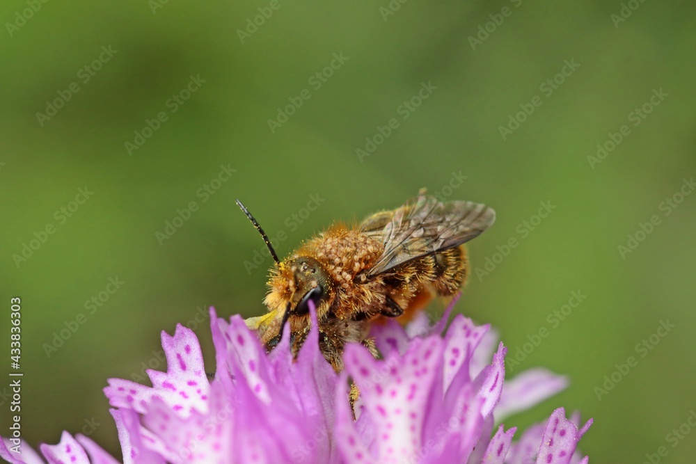 Wildbienen der Gattung Osmia bei der Paarung auf Dreizähnigem Knabenkraut (Neotinea tridentata) Wildbienen der Gattung Osmia bei der Paarung auf Dreizähnigem Knabenkraut (Neotinea tridentata)