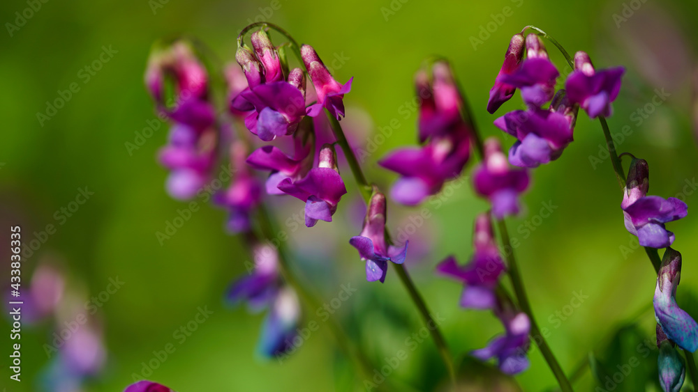 Beautiful bright colored spring banner of blooming wild forest pea or spring pea Lathyrus vernus. Close-up of bright purple-lilac flowers in sunlight. Beautiful bright colored spring banner of blooming wild forest pea or spring pea Lathyrus vernus. Close-up of bright purple-lilac flowers in sunlight.