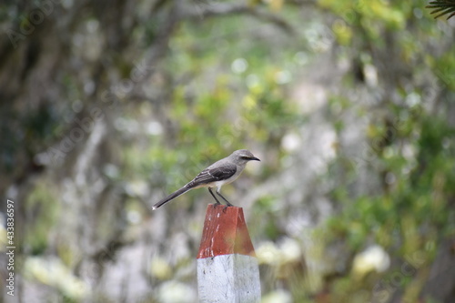 green bird
