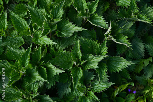 Nettle field close-up in spring