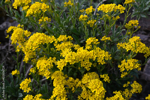 Basket of gold plant blossom